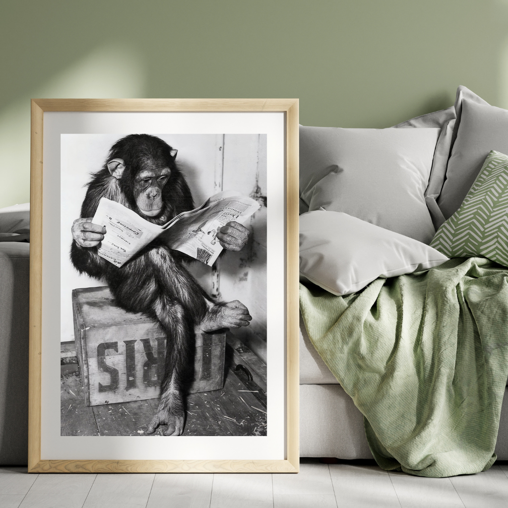 Chimpanzee Reading Newspaper Poster, Vintage Black & White Photo Print